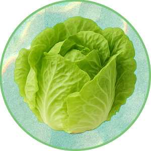 Lechuga