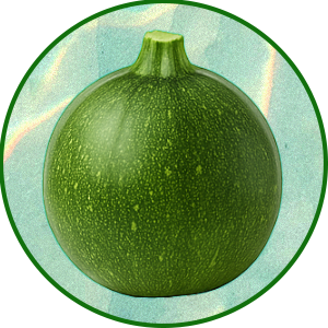 Zapallito